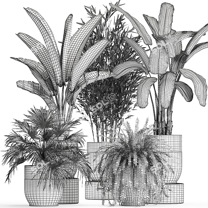 Exotic Plant Collection: Banana Palm, Cigar Plant, Strelitzia 3D model image 5