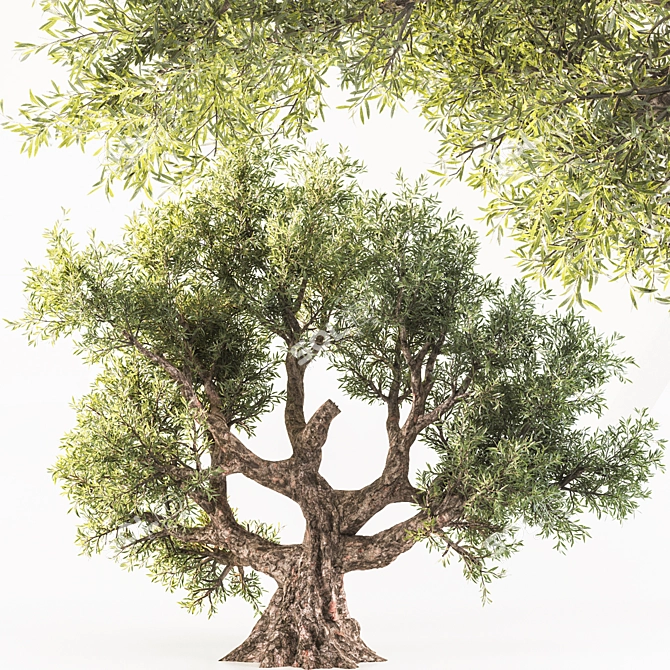  Majestic Olive Tree - Lifelike 3D Model 3D model image 1