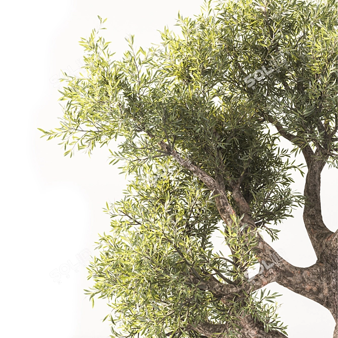  Majestic Olive Tree - Lifelike 3D Model 3D model image 2