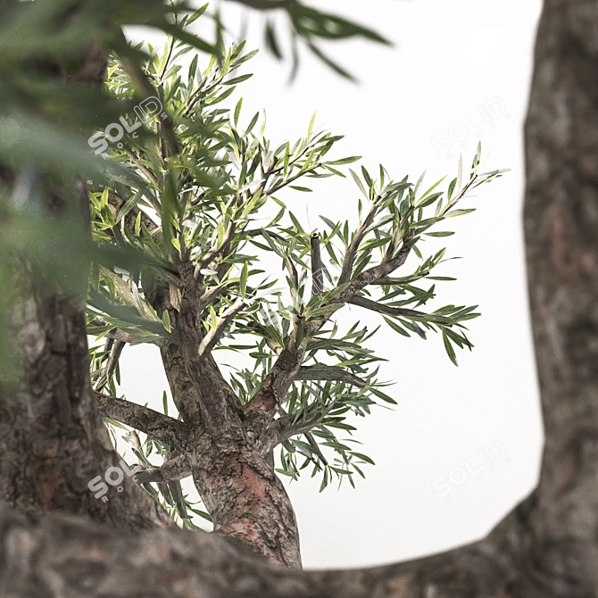  Majestic Olive Tree - Lifelike 3D Model 3D model image 3