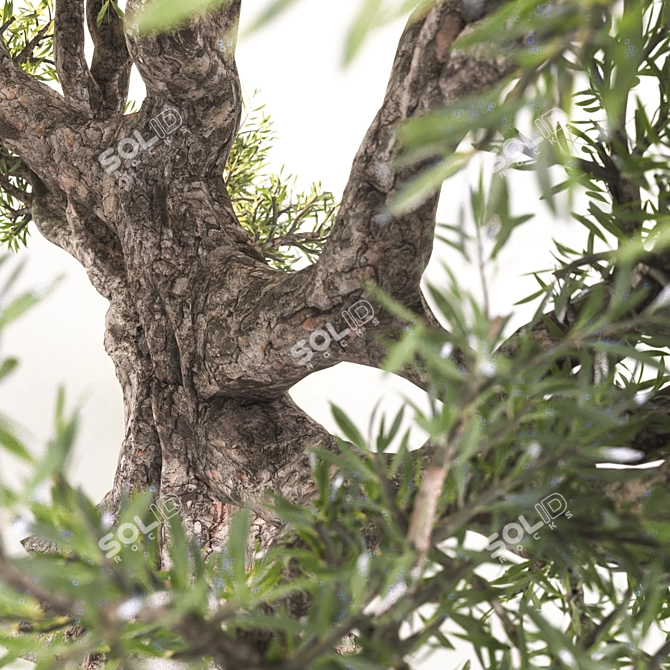  Majestic Olive Tree - Lifelike 3D Model 3D model image 4