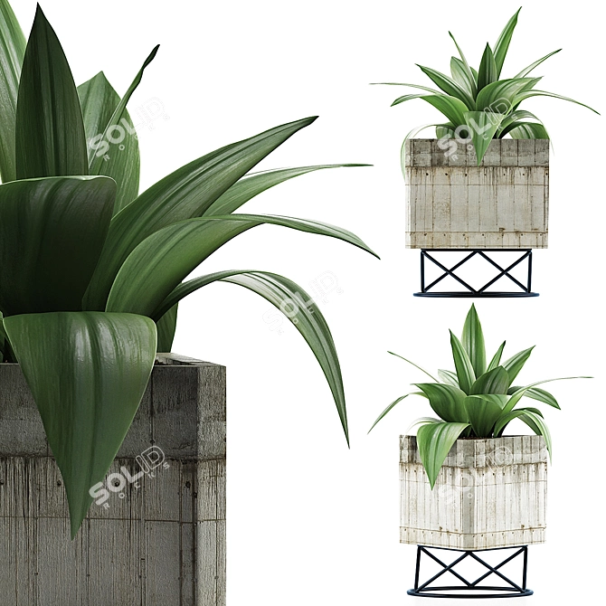 Agave Collection: Clean Geometry, Detailed Texture 3D model image 1