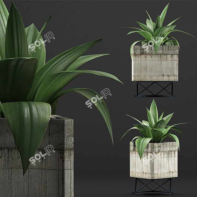 Agave Collection: Clean Geometry, Detailed Texture 3D model image 2