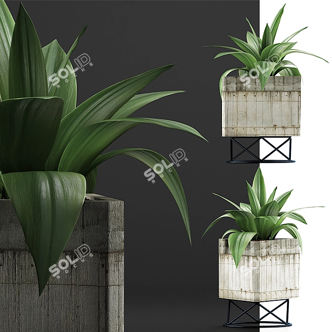 Agave Collection: Clean Geometry, Detailed Texture 3D model image 3