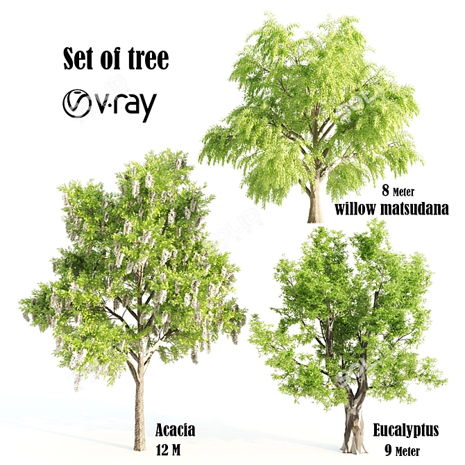 3 Tree Set: Willow Matsudana, Eucalyptus, Acacia 3D model image 3