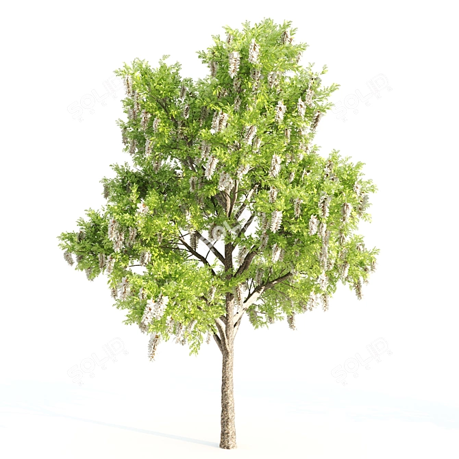 3 Tree Set: Willow Matsudana, Eucalyptus, Acacia 3D model image 4