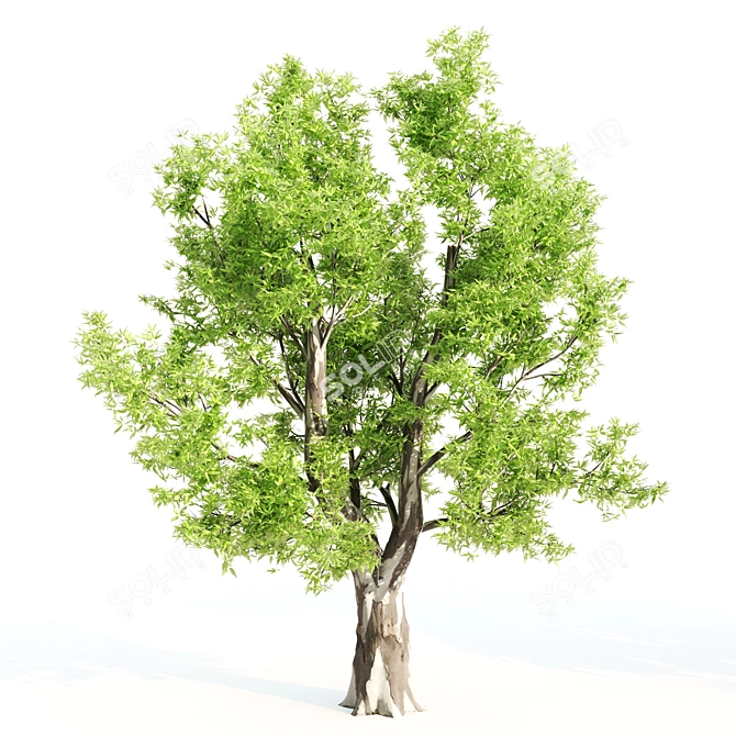 3 Tree Set: Willow Matsudana, Eucalyptus, Acacia 3D model image 2