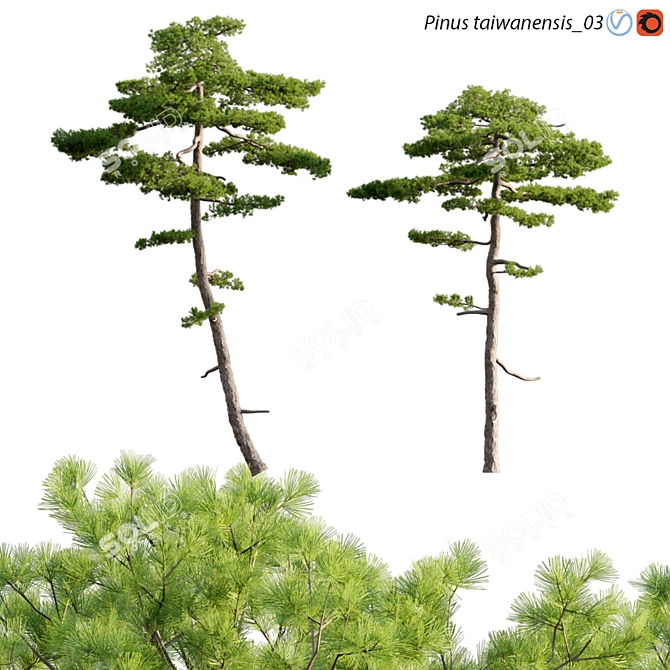 Taiwan Red Pine: 3D Models & Textures 3D model image 1