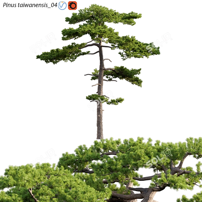 Taiwan Red Pine Tree 3D Models 3D model image 1