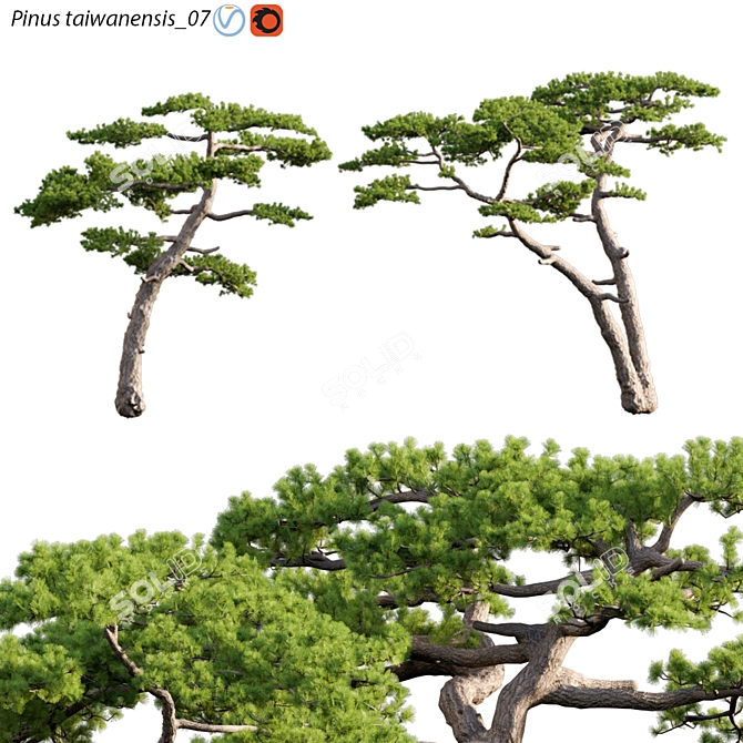 Taiwan Red Pine 3D Models 3D model image 1