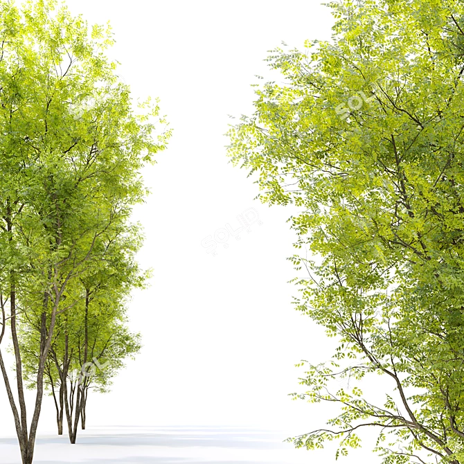 Fraxinus pennsylvanica Summit: Stunning Green Ash 3D model image 3