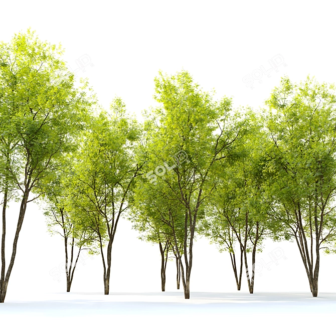 Fraxinus pennsylvanica Summit: Stunning Green Ash 3D model image 4