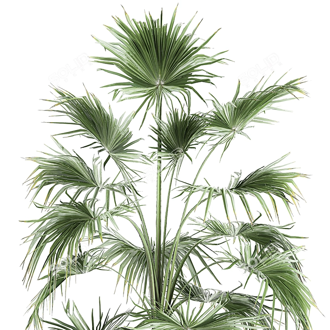 Tropical Plant Collection in Black Pots 3D model image 3