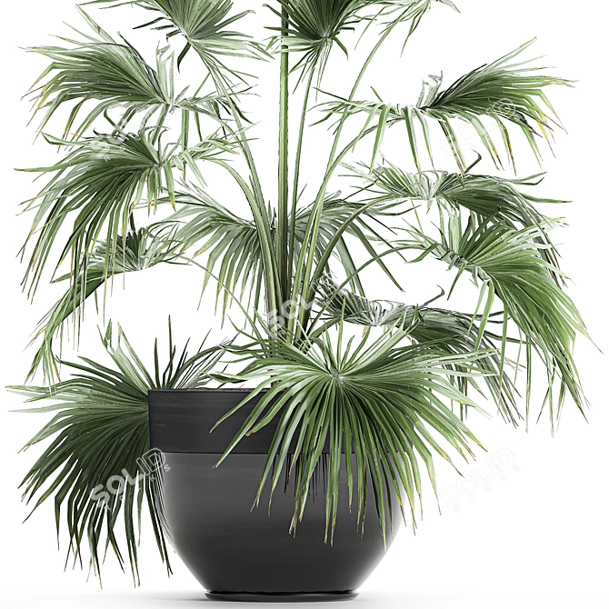 Tropical Plant Collection in Black Pots 3D model image 4