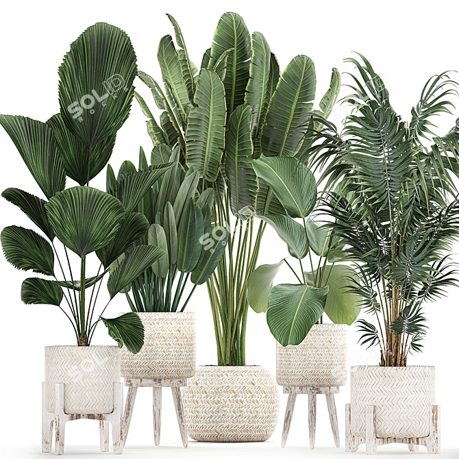 Tropical Plant Paradise: Indoor & Outdoor Plant Collection 3D model image 1