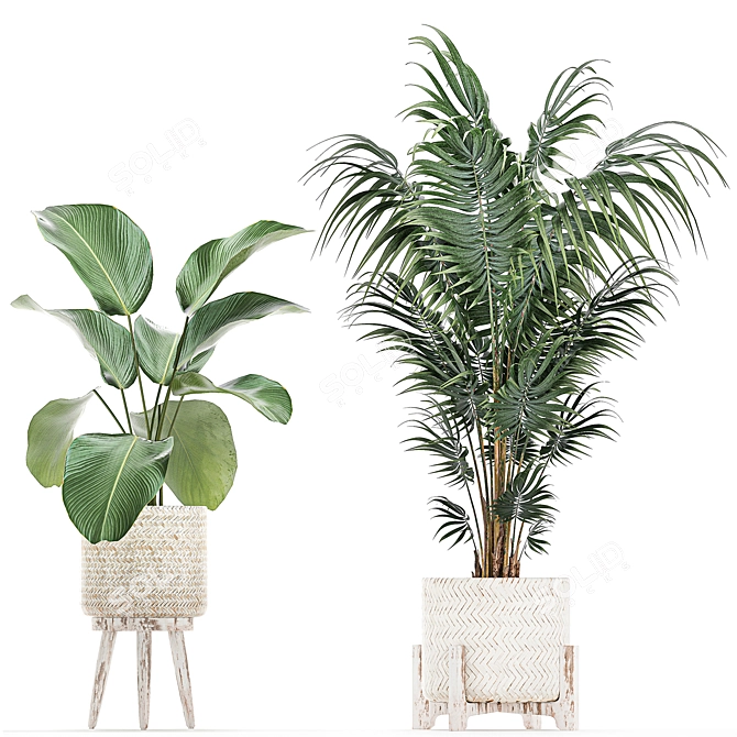 Tropical Plant Paradise: Indoor & Outdoor Plant Collection 3D model image 4