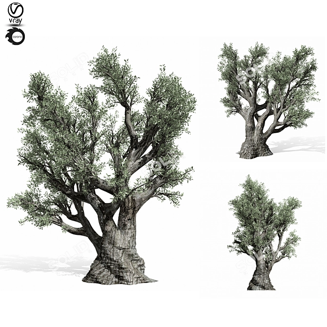  Majestic Olive Tree Sculpture 3D model image 1