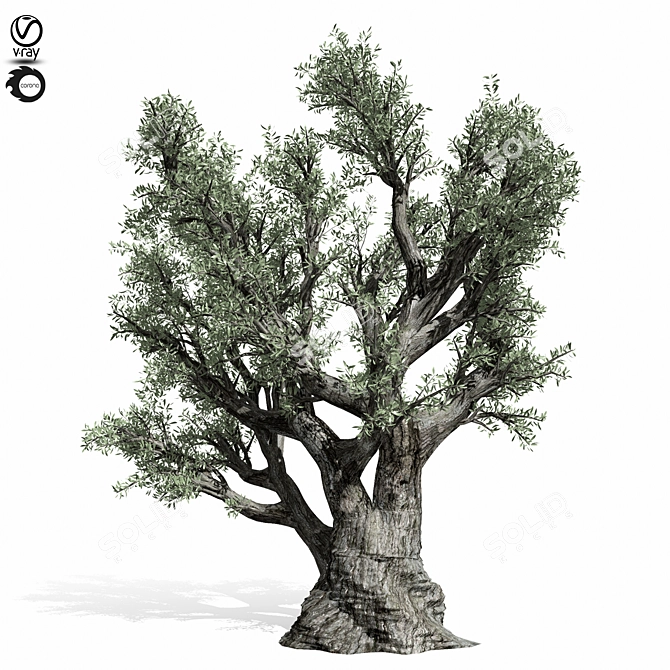  Majestic Olive Tree Sculpture 3D model image 4