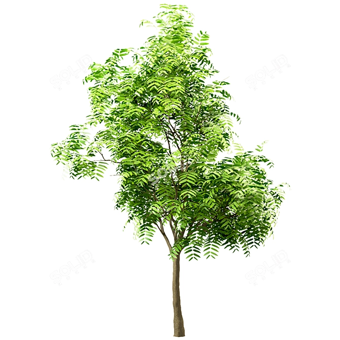 Ailanthus Altissima Set: 4 Trees 3D model image 2