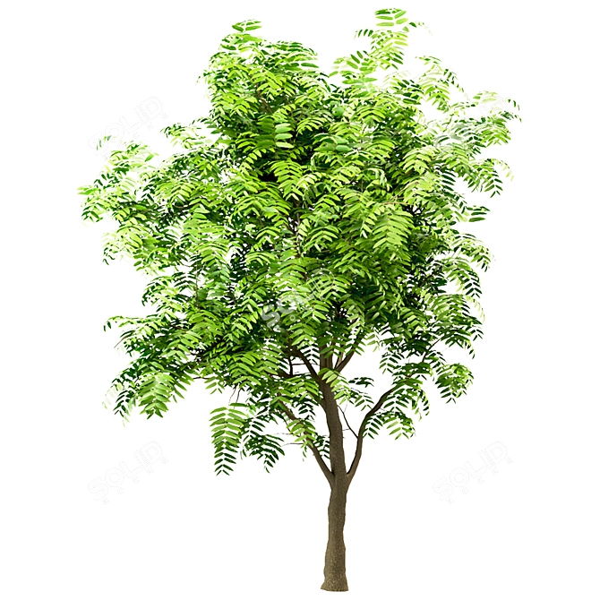 Ailanthus Altissima Set: 4 Trees 3D model image 3
