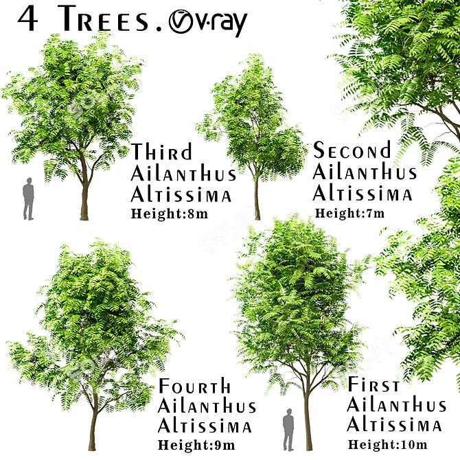Ailanthus Altissima Set: 4 Trees 3D model image 4