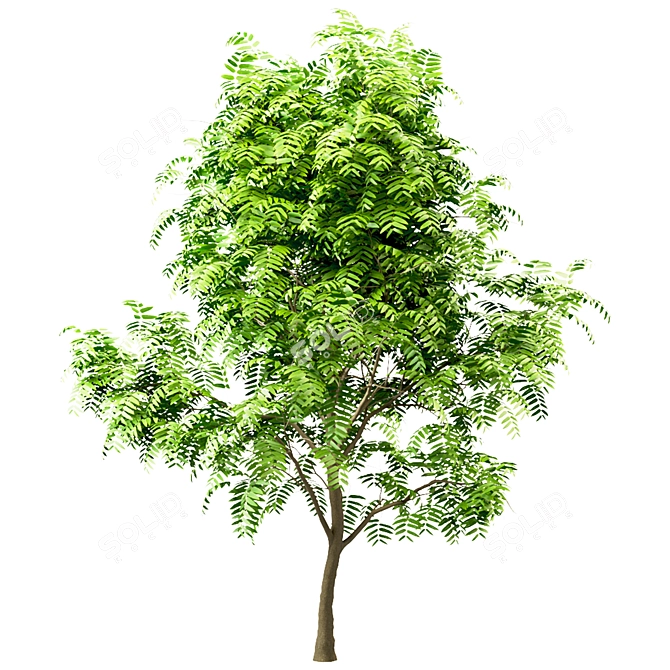 Ailanthus Altissima Set: 4 Trees 3D model image 5