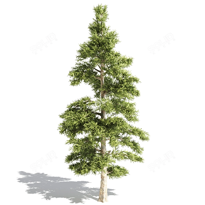 Versatile Collection of 16 Vray Trees 3D model image 4