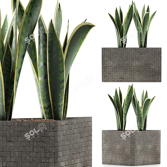 Modern Agave Plant Collection 3D model image 1