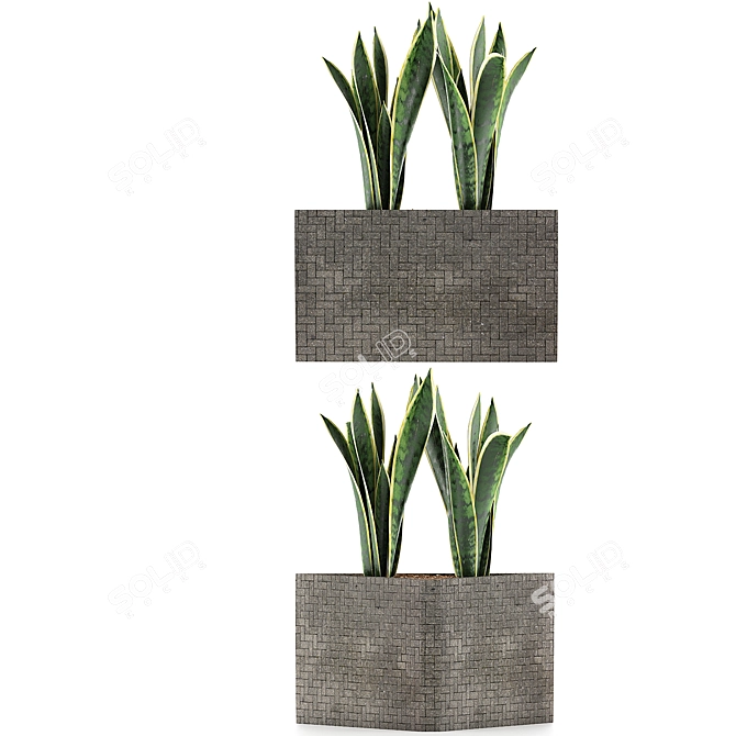 Modern Agave Plant Collection 3D model image 2