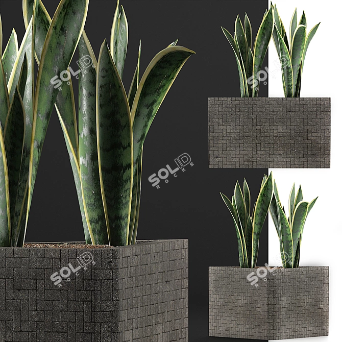 Modern Agave Plant Collection 3D model image 3