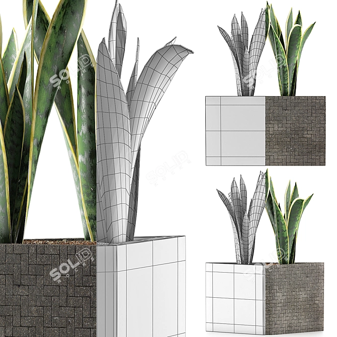 Modern Agave Plant Collection 3D model image 4