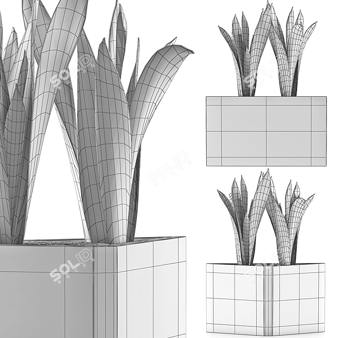 Modern Agave Plant Collection 3D model image 5