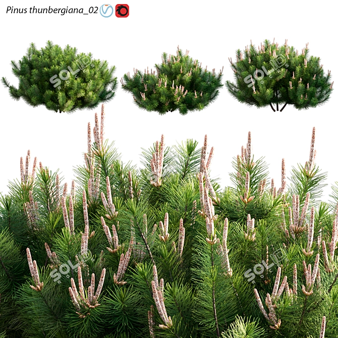 Japanese Black Pine 3D Model 3D model image 1