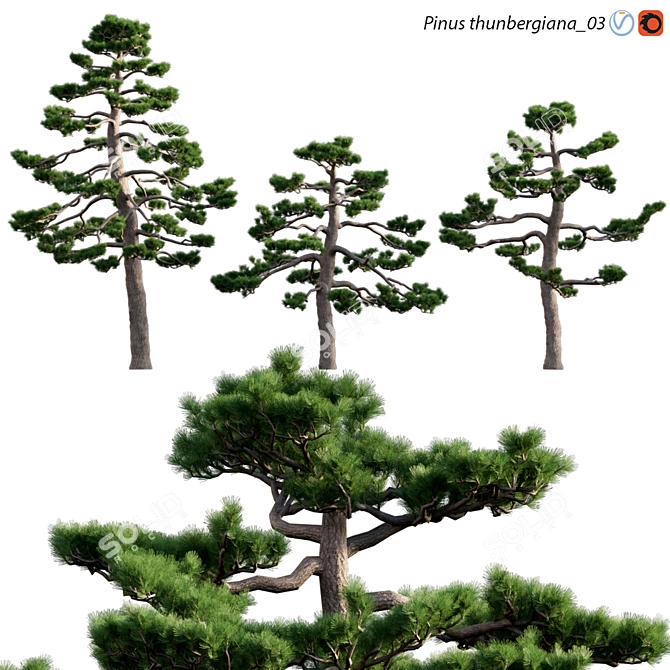 Japanese Black Pine | 3D Model 3D model image 1