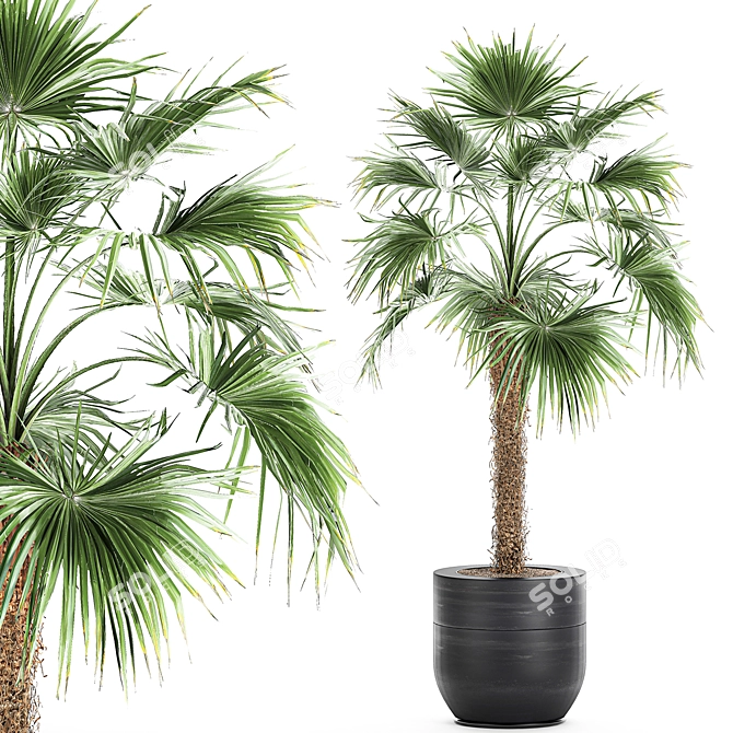 Exotic Palm Collection: Livistona, Coccothrinax, Thrinax 3D model image 1