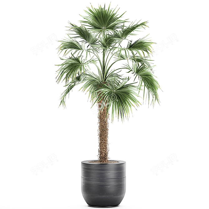 Exotic Palm Collection: Livistona, Coccothrinax, Thrinax 3D model image 2