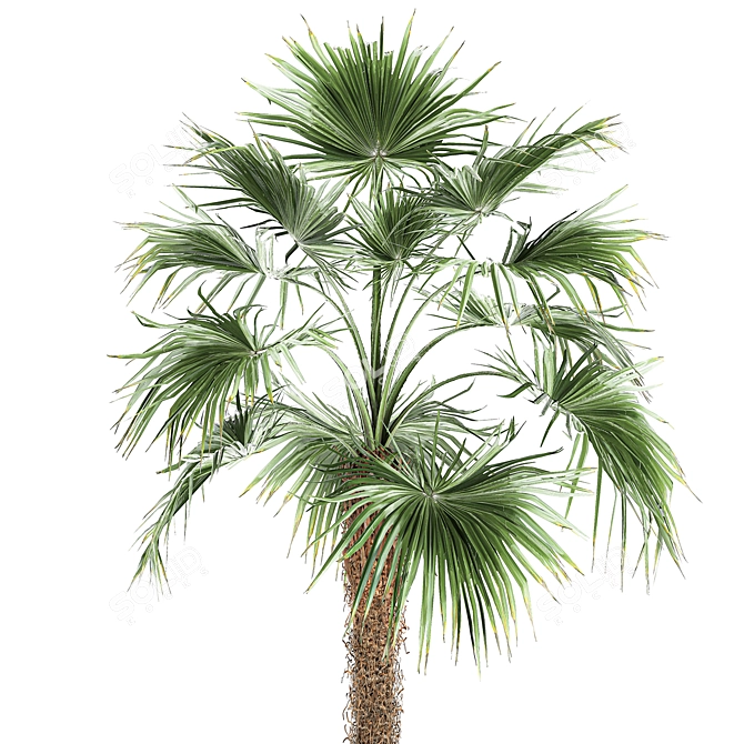 Exotic Palm Collection: Livistona, Coccothrinax, Thrinax 3D model image 3