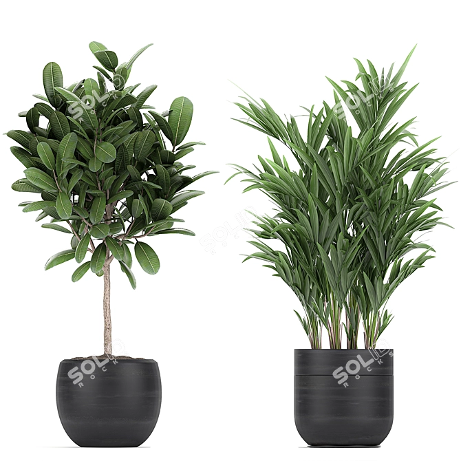 Exotic Plant Collection in Black Pots 3D model image 3