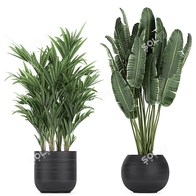 Exotic Plant Collection in Black Pots 3D model image 4