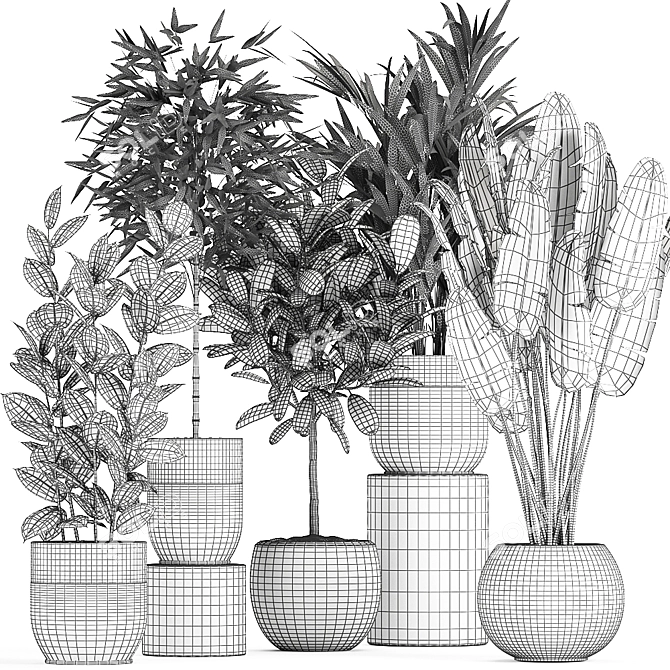 Exotic Plant Collection in Black Pots 3D model image 5