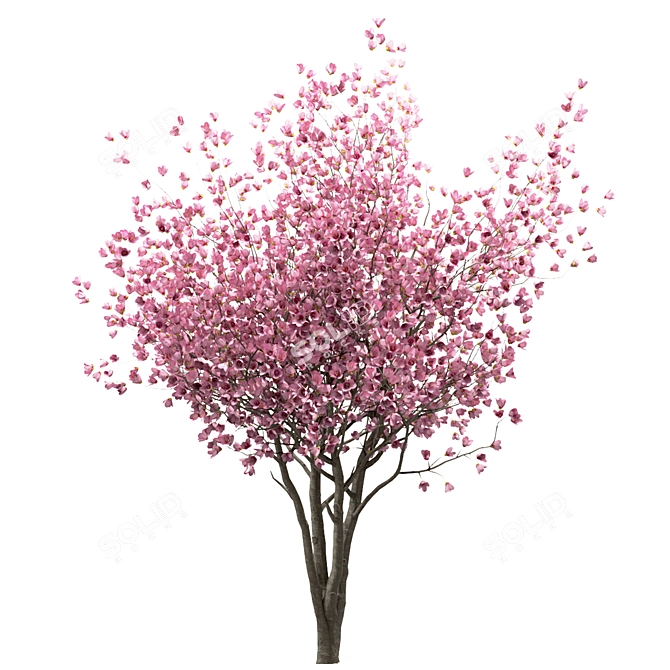 Chinese Magnolia Trio: Saucer Magnolia Set 3D model image 2