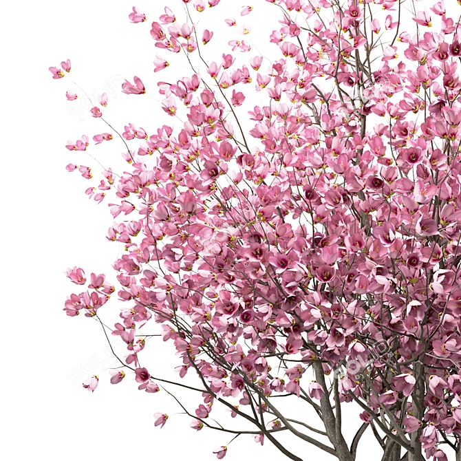 Chinese Magnolia Trio: Saucer Magnolia Set 3D model image 5