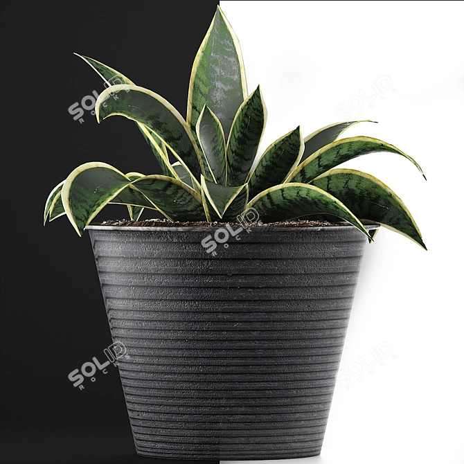 108 Agave Plant Collection: Ornamental & Durable 3D model image 2