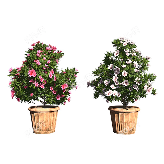 Pink-White Azalea Flowers: Realistic 3D Model & Textures 3D model image 1