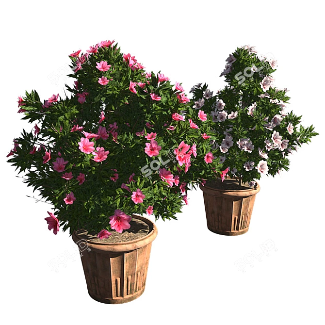 Pink-White Azalea Flowers: Realistic 3D Model & Textures 3D model image 3