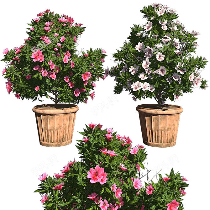 Pink-White Azalea Flowers: Realistic 3D Model & Textures 3D model image 6