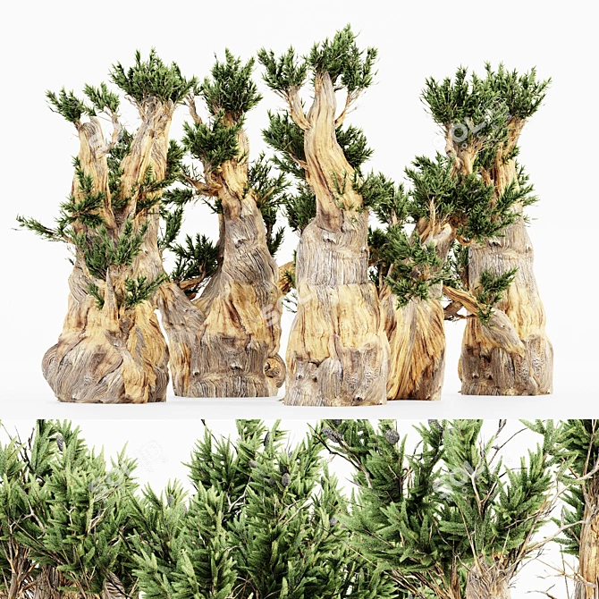 5 Bristlecone Pines - Stunning Tree Collection 3D model image 1