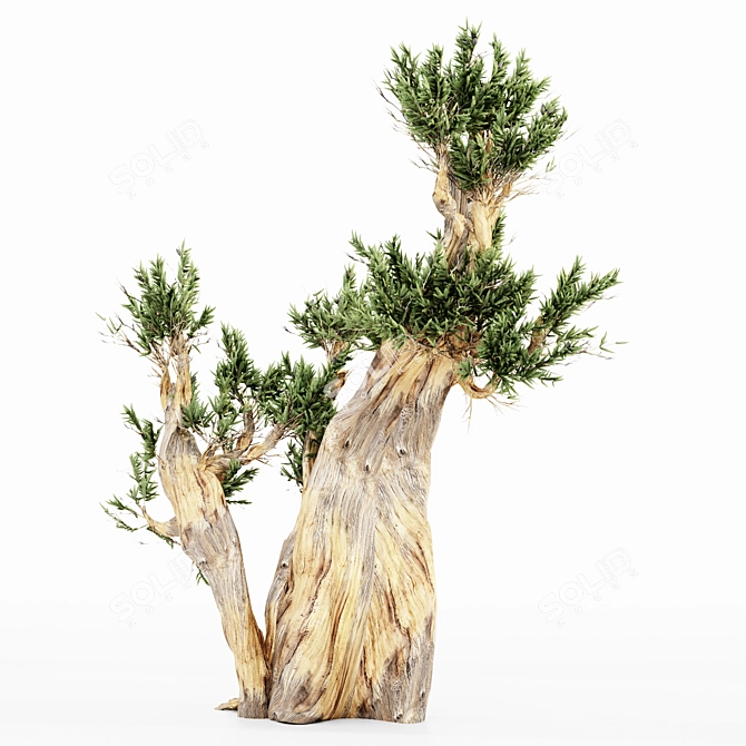 5 Bristlecone Pines - Stunning Tree Collection 3D model image 2