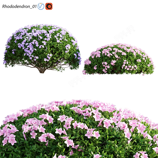 Archived 3D Rhododendron Models 3D model image 1