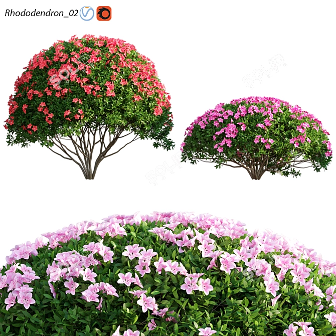 Rhododendron Archival 3D Models 3D model image 1
